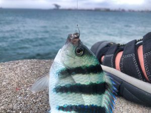 ニューポートH2